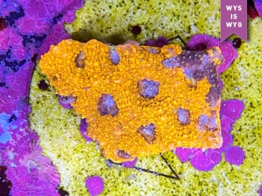 Acanthastrea echinata